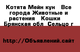 Котята Мейн кун - Все города Животные и растения » Кошки   . Брянская обл.,Сельцо г.